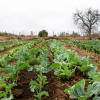 Agricoltura 2.0 – Promozione di uno sviluppo agricolo hi-tech