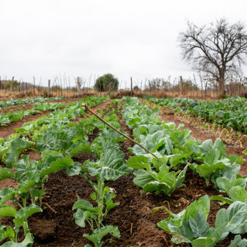Agricoltura 2.0 – Promozione di uno sviluppo agricolo hi-tech
