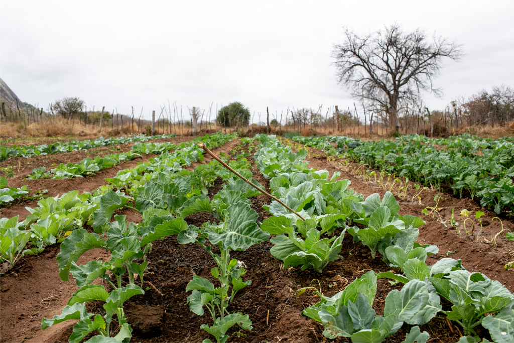Agricoltura 2.0 – Promozione di uno sviluppo agricolo hi-tech
