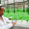 Smart Potato Greenhouse Technology