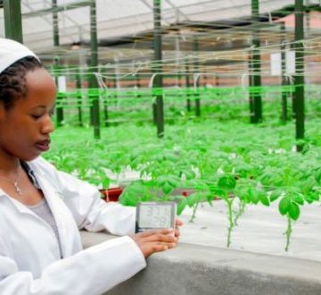 Smart Potato Greenhouse Technology
