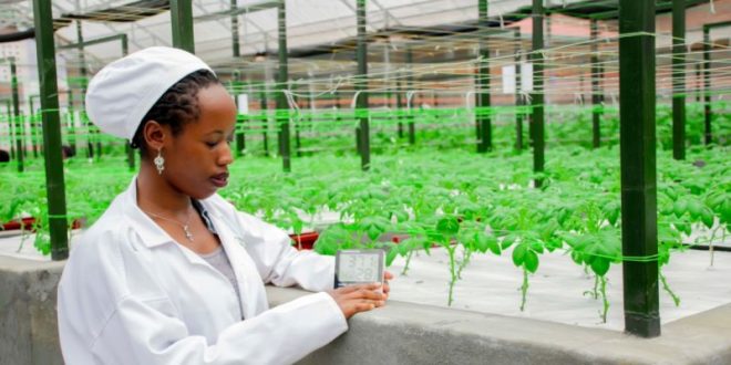 Smart Potato Greenhouse Technology